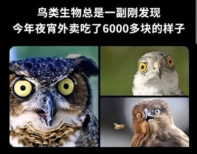 这张图片通过多图拼接的方式，将三只表情夸张的鸟类照片组合在一起，上方配有文字'鸟类生物总是一副刚发现今年夜宵外卖吃了6000多块的样子'。图片巧妙地利用鸟类瞪大双眼、表情震惊的自然神态，幽默地类比了人们发现自己在夜宵外卖上花费过多时的惊讶反应，形成了强烈的喜剧效果。