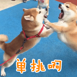 柴犬站立对峙喊'单挑啊'动态图