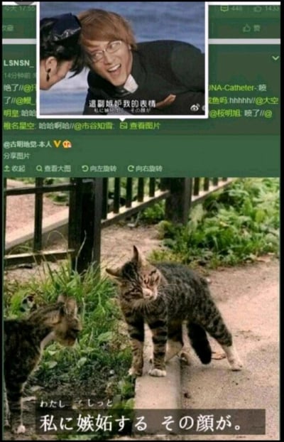 这是一张上下拼接的搞笑对比梗图，上方是微博用户@古明地觉-本人分享的一张人类梗图，图中戴眼镜的男子咧嘴大笑，表情得意戏谑，配文“這副嫉妒我的表情”，评论区有多位网友互动调侃；下方是一张实拍猫咪照片，一只狸花猫摆出与上方男子高度相似的得意挑衅表情，身体侧对另一只猫，配日文“私に嫉妬する その顔が。”（意为“那副嫉妒我的表情”），两者形成趣味呼应，调侃那种自我感觉良好、觉得他人在嫉妒自己的心态，通过动物表情与人类梗图的对应制造出强烈的搞笑效果。