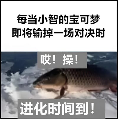 图片上半部分为白色背景黑色文字：“每当小智的宝可梦即将输掉一场对决时”，下半部分是一条在水中翻腾的鱼，鱼的上方和下方分别有灰色背景白色文字“哎！操！”和“进化时间到！”。该梗图通过将宝可梦动画中常见的“逆风进化翻盘”桥段与鱼的形象结合，幽默调侃小智的宝可梦常在快要输掉对决时突然进化的经典剧情套路。
