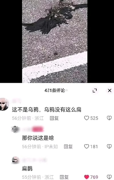 这张图片是竖屏格式的社交媒体评论区截图，上方展示了路面上一只被完全压扁的黑色鸟类尸体，其形态因被碾压变得异常扁平；下方是三条网友的互动评论：第一位来自浙江的网友首先评论“这不是乌鸦，乌鸦没有这么扁”，获得525个点赞；随后有IP未知的网友回复询问“那你说这是啥”，获得181个点赞；最后第一位网友回复“扁鹊”，利用“扁”这个核心特征玩谐音梗，将被压扁的鸟与古代名医扁鹊关联，制造出荒诞搞笑的效果，这条回复获得了769个点赞，是三条评论中点赞数最高的。整个内容通过谐音梗将普通的场景转化为趣味互动，体现了网络社区的玩梗文化。