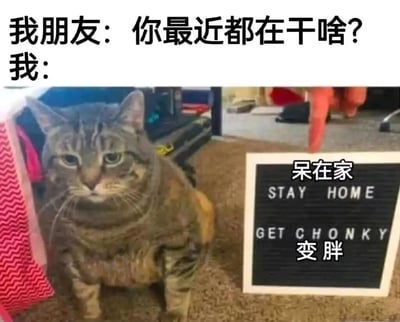 这是一张充满自嘲感的搞笑表情包，图片上方以对话形式呈现：朋友询问“你最近都在干啥？”，“我”的回答则通过一只圆滚滚、表情无奈的胖猫，以及旁边的留言板来具象化表达。留言板上标注着中英文对照的“呆在家 STAY HOME”“GET CHONKY 变胖”，猫咪肥胖的体态完美呼应了文字内容，生动展现出长期宅家后体重增加的生活状态，用幽默的方式调侃宅家生活带来的身材变化，充满生活趣味。