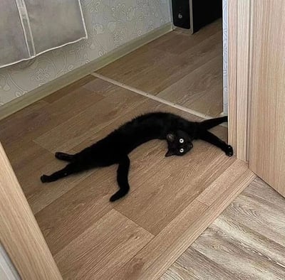 一只黑猫以夸张的姿势伸展身体躺在木地板上，四肢张开，身体呈现弧形。最引人注目的是它的眼睛被P成了超大号的圆形白眼，看起来非常惊讶和滑稽。背景是带有花纹壁纸的墙角和木质地板，营造出居家环境的氛围。