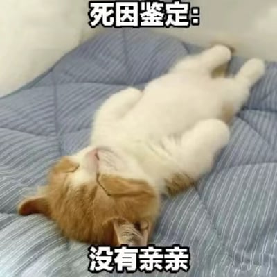 一只橘白相间的猫咪仰卧在蓝色条纹软垫上，双眼紧闭，四肢自然伸展，呈现出熟睡的安详姿态。图片上方配有“死因鉴定：”字样，下方对应“没有亲亲”文字，通过反差萌的幽默手法，将猫咪的熟睡状态夸张解读为“因缺少亲亲而‘死亡’”，营造出轻松搞笑的氛围。