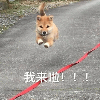 小狗飞奔而来：我来啦！！！