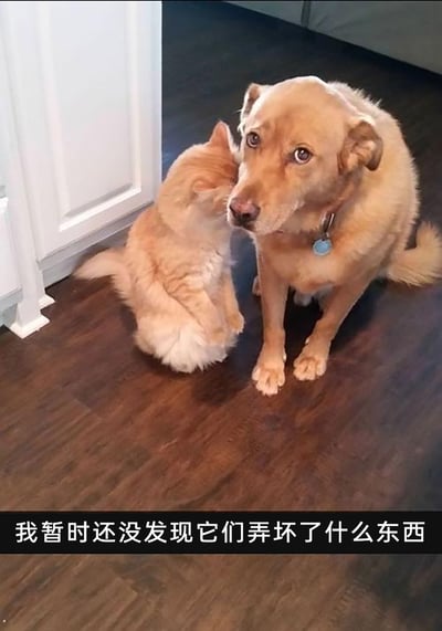 这是一张室内拍摄的静态宠物照片，画面中一只浅橘色猫咪蹲坐在深色地板上，将脸凑近身旁的金毛犬脸部，姿态亲昵；旁边的金毛犬则睁着眼睛，眼神带着心虚与忐忑感，抬头望向镜头方向。图片底部配有白色文字“我暂时还没发现它们弄坏了什么东西”，结合猫狗的状态，暗示二者可能刚闯下祸事，狗狗的心虚表情和猫咪的动作形成有趣反差，营造出搞笑又温馨的宠物日常氛围。