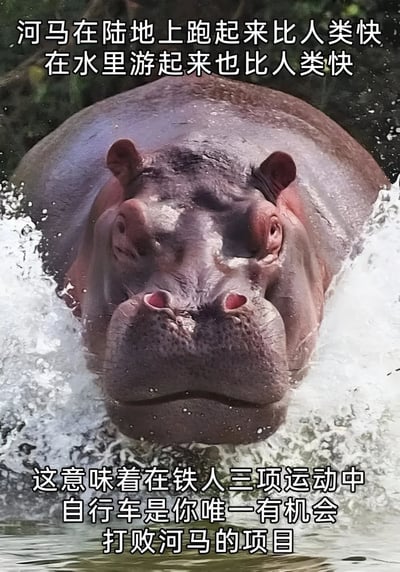 图片主体是一只河马从水中浮出的特写，头部清晰可见，周围溅起白色水花。图片上方配有文字“河马在陆地上跑起来比人类快 在水里游起来也比人类快”，下方文字为“这意味着在铁人三项运动中 自行车是你唯一有机会打败河马的项目”。整体通过动物速度事实与铁人三项运动的幽默结合，制造出轻松搞笑的效果。