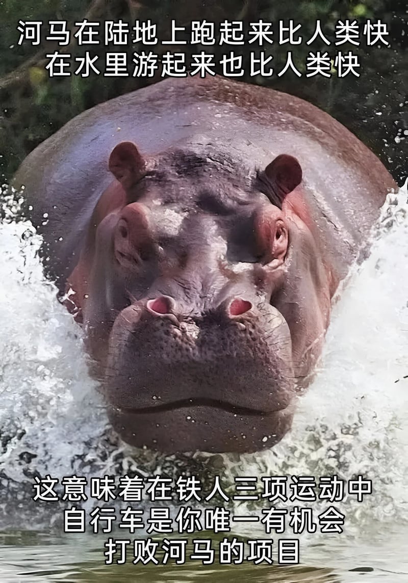 河马