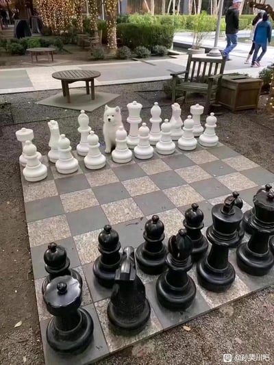 户外的巨型国际象棋棋盘上，一只通体雪白的萨摩耶小狗站在白色棋子的阵营中，它的毛色和大小与周围的白棋高度契合，仿佛自己也是棋盘上的一枚特殊棋子，画面因这个巧合显得格外有趣可爱，充满治愈感。
没有双关或谐音梗，纯粹是视觉巧合带来的趣味效果。
