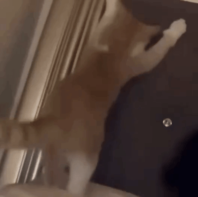 一只棕白相间的柴犬后腿站立，前爪搭在深色门板上，正专注地用爪子拨弄门把手上的金属部件，试图打开门。狗狗身体微微晃动，尾巴自然下垂，展现出坚持不懈又可爱的模样，仿佛在模仿人类开门的动作，整个过程充满了萌点和趣味性。