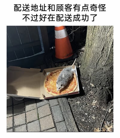 这是一张带有搞笑文案的实拍梗图，画面上方配文“配送地址和顾客有点奇怪 不过好在配送成功了”，将趴在披萨上的负鼠拟人化为披萨的收件顾客。画面中，打开的芝士披萨盒被放在户外的地砖与大树旁的地面上，一只负鼠正趴在披萨上，场景荒诞又充满趣味，用拟人化的方式调侃了特殊的“配送经历”，制造出反差搞笑的效果。