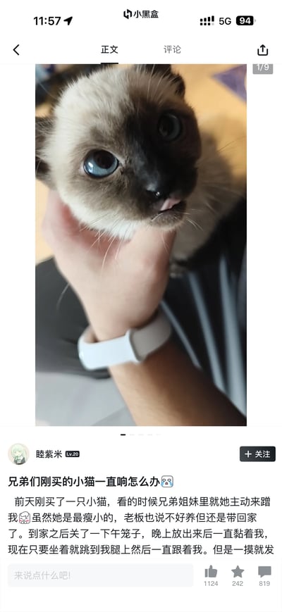 社交媒体截图展示了用户“睦紫米”分享的新手养猫经历。图片上方是一只蓝眼睛的暹罗小猫被人用手托着下巴，眼神好奇，嘴巴微张。下方文字描述：刚买的小猫虽瘦小但主动蹭人，带回家后关了一下午笼子，晚上放出后一直黏着主人，坐着就跳腿上跟着，一摸就发出声音。体现了小猫的粘人性格和新手养猫的日常。