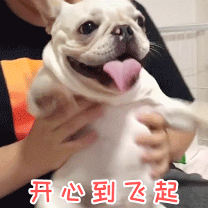 开心到飞起的法斗犬动态图