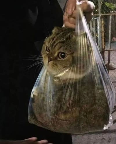 一张搞笑的猫咪表情包，一只虎斑猫被装在透明塑料袋中，由一只穿着深色西装的手提着。猫咪表情严肃，瞪大眼睛直视前方，形成一种反差萌的搞笑效果。