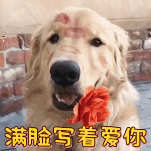 金毛狗狗举花表白：满脸写着爱你
