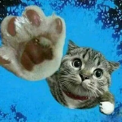 一只灰色虎斑猫瞪着圆溜溜的大眼睛，好奇地向上望去，同时伸出一只毛茸茸的白色小爪子，肉垫粉粉嫩嫩，背景是纯净的蓝色，点缀着深色斑点，整体画面可爱又治愈。
