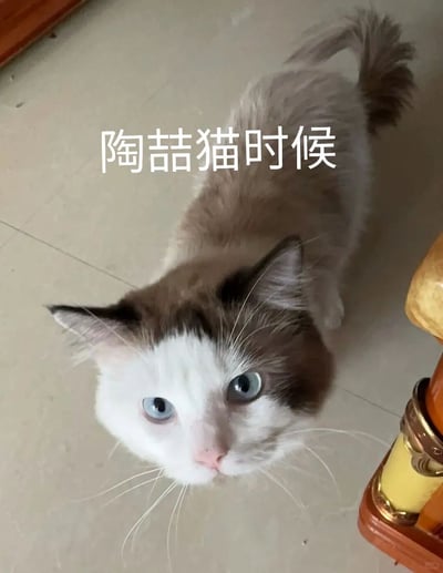 这是一张趣味猫咪梗图，画面主体是一只家养布偶猫，它有着白棕拼接的毛发和澄澈的蓝色眼睛，正站在室内瓷砖地面上抬头向上注视，眼神无辜温顺。图片上方添加了文字“陶喆猫时候”，是玩谐音梗，将类似“倒带的时候”的表述改编，把“倒带”替换为歌手陶喆的名字，结合猫咪的形象制造出无厘头的搞笑效果，适合作为表情包在社交场景中使用，传递轻松调侃的情绪。