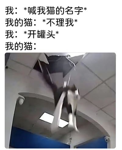 图片上半部分为文字对话，描述了“我喊猫的名字时猫不理，而当我开罐头时猫的反应”的场景。下半部分是一张实拍图，一只猫正从天花板破洞中急速坠落，动作夸张，生动展现了猫咪听到开罐头声音后的急切状态，通过强烈的反差制造幽默效果。