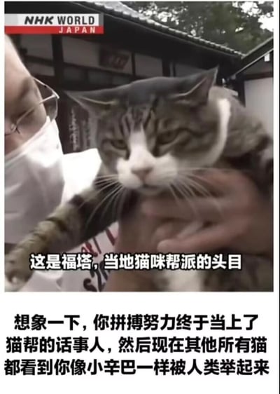 这是一张基于NHK WORLD JAPAN报道截图制作的搞笑梗图。画面中，一只被介绍为“当地猫咪帮派头目”的猫咪福塔，被人类用双手托举着，它的表情一脸不情愿、生无可恋。图片中添加了两处中文文字：一处是画面中的旁白字幕“这是福塔，当地猫咪帮派的头目”，另一处是画面下方的调侃文字“想象一下，你拼搏努力终于当上了猫帮的话事人，然后现在其他所有猫都看到你像小辛巴一样被人类举起来”。整幅图用拟人化的方式，将猫咪想象成帮派头目，调侃它被人类举起的场景在同类面前是“社死瞬间”，通过身份反差制造出搞笑的效果。