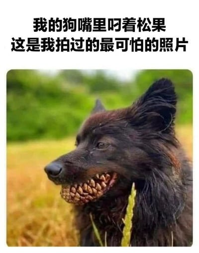 图片上方有两行黑色文字：'我的狗嘴里叼着松果 这是我拍过的最可怕的照片'。下方是一只黑色的狗，它站在绿色草地背景前，嘴里叼着一个松果，表情看起来比较平静。整体通过文字与画面的反差制造幽默效果，实际狗的样子并不可怕，反而有些可爱。