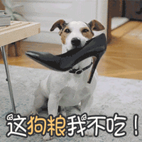 狗狗
