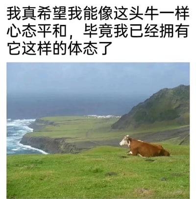 图片上方为黑色文字：“我真希望我能像这头牛一样心态平和，毕竟我已经拥有它这样的体态了”，下方是一张实拍照片，展示一头棕白相间的牛卧在绿色草地上，背景是蓝色的海洋和远处的山丘，牛的姿态悠闲，望向远方，整体画面宁静。通过将人的体型与牛类比，并表达对牛平和心态的羡慕，形成一种幽默的自嘲效果。
