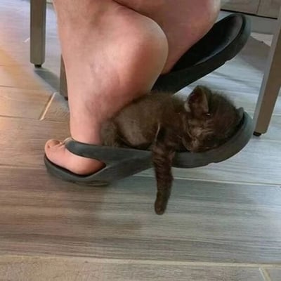 图片展示了一只棕黑色的小奶猫蜷缩在一只黑色人字拖内熟睡的温馨场景。画面近处是一位穿着人字拖的人的脚部，小猫身体蜷缩，头部靠在拖鞋边缘，一只小爪子自然垂下，显得格外小巧可爱。背景可见浅色木质地板和部分金属家具腿部，整体氛围治愈而温暖，展现了宠物与日常生活空间的温馨互动，凸显了小奶猫寻找舒适角落休息的萌态。