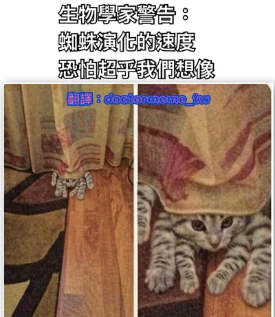 这是一张左右对比的搞笑梗图，上方配有文字'生物學家警告：蜘蛛演化的速度恐怕超乎我們想像'。左侧图片显示窗帘下露出几只毛茸茸的爪子，看起来像蜘蛛腿；右侧图片则揭示了真相——原来是一只虎斑猫从窗帘下探出整个脑袋和前爪。通过这种视觉误解制造幽默效果，暗示人们可能会把普通事物误认为是可怕的东西。