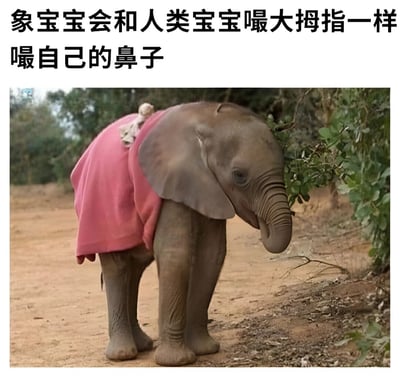 图片展示了一只穿着粉色毯子的象宝宝站在土路上，它将长长的鼻子卷曲起来放进嘴里，模仿人类宝宝嘬大拇指的动作。背景是模糊的绿树和灌木丛，营造出自然的环境氛围。图片上方配有文字说明：'象宝宝会和人类宝宝嘬大拇指一样嘬自己的鼻子'，直观解释了象宝宝的这一可爱行为。整个画面温馨治愈，突出了动物幼崽的天真与萌态。