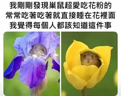 这是一张图文混排的趣味内容，上方配有文字说明「我刚刚发现巢鼠超爱吃花粉的，常常吃着吃着就直接睡在花里面，我觉得每个人都该知道这件事」，下方左右并列两张真实的巢鼠照片：左侧的巢鼠闭着眼睛，惬意地睡在紫色鸢尾花中，脸上还沾着白色花粉；右侧的巢鼠待在黄色的花朵里，探出头来，懵懂地看向镜头，整体画面软萌治愈，传递出巢鼠可爱的生活习性。