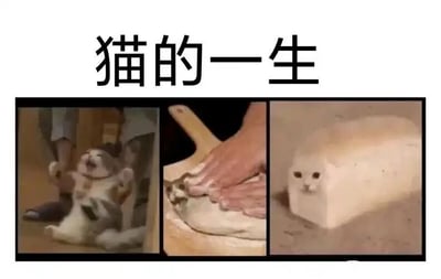 这是一张多图拼接的连环搞笑图，顶部配有文字“猫的一生”，由三张图片依次串联组成趣味内容。第一张图里，一只猫咪仰躺在地上，姿态放松，仿佛正处于被“揉制”的初始阶段，表情带点懵态；第二张图中，猫咪被放置在撒有面粉的案板上，有双手像揉面团一样按压它，模拟烘焙中揉面的步骤；第三张图里，猫咪的头部与一个长方体面包的身体结合，变成了“面包猫”，完成了从“揉面”到“成品面包”的搞笑流程。整张图用拟人化的烘焙过程来调侃猫咪软乎乎、可以随意摆弄的体态，通过P图改编制造出夸张又有趣的笑点，深受宠物爱好者喜爱。