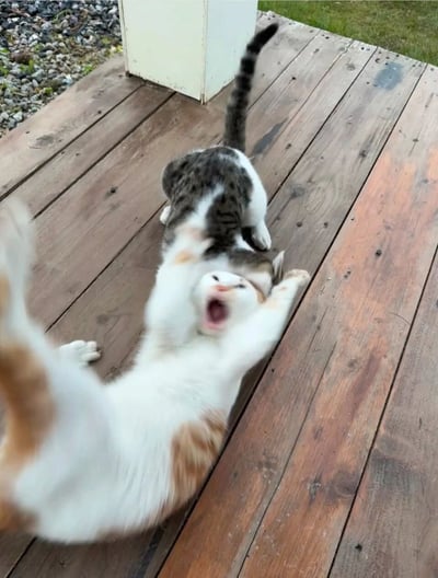 图片中两只猫咪在木质甲板上玩耍：一只白底橘斑猫仰躺在地上，张大嘴巴，前爪举起，表情夸张；另一只灰白相间的猫站在它上方，尾巴翘起，似乎在互动。背景可见草地和碎石，整体氛围轻松活泼，展现了猫咪之间的趣味打闹瞬间。