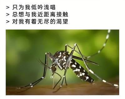 图片上方为三行文字：“只为我低吟浅唱”“总想与我近距离接触”“对我有着无尽的渴望”，下方是一张高清特写的蚊子照片，蚊子正停留在皮肤上，背景为绿色模糊植物。通过将蚊子令人烦躁的行为（嗡嗡声、近距离飞行、吸血欲望）用浪漫化的文字描述，形成强烈反差，制造出幽默搞笑的效果，吐槽夏季蚊子的困扰。