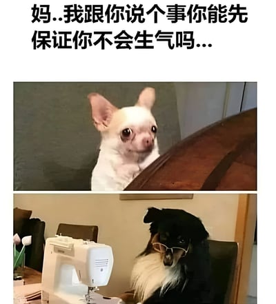 图片上方配有文字“妈..我跟你说个事你能先保证你不会生气吗...”，下方分为两张图。上图是一只白色小狗（疑似吉娃娃）从物体后探出头，耳朵竖起，眼睛睁大，表情紧张又忐忑，仿佛是想向妈妈坦白事情的孩子。下图是一只戴着眼镜的黑白相间的狗，坐在缝纫机前，神情平静中带着一丝审视，宛如正在做家务的“妈妈”形象。整体通过拟人化的狗狗图片，幽默地再现了孩子向家长坦白前的紧张场景与家长的反应。