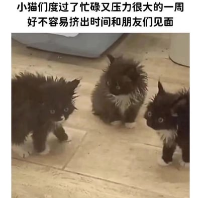 图片上方配有文字'小猫们度过了忙碌又压力很大的一周 好不容易挤出时间和朋友们见面'，下方是三只毛茸茸的小猫（主要为黑色，部分带有白色毛发）蹲坐在浅色瓷砖地板上的照片。小猫们姿态各异，有的转头张望，有的直视前方，整体画面温馨又带点可爱的疲惫感，仿佛在模拟人类忙碌后与朋友相聚的场景。