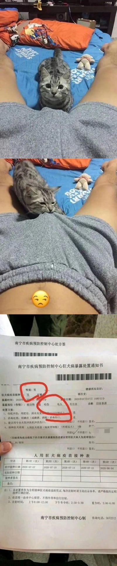 图片由三张竖版照片拼接而成。第一张图中，一人平躺，双腿伸直，灰色短裤下露出的肚子上趴着一只灰白相间的猫咪，背景是蓝色床单和橙色衣物；第二张图为近景，猫咪低头看向肚子，肚子上被贴上了一个黄色的难过表情符号；第三张图是南宁市疾病预防控制中心的狂犬病暴露预防处置告知书及人用狂犬病疫苗接种单，告知书上用红色马克笔圈出了一个爱心形状。整体呈现出宠物日常与疫苗接种证明的幽默结合。