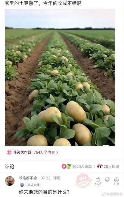 图片展示了一片土豆田，但与现实中土豆生长在地下不同，图中的土豆全部串在植物茎上，像果实一样挂在地表以上，形成了超现实的视觉效果。图片上方配有文字“家里的土豆熟了，今年的收成不错啊”，下方是社交媒体评论区，其中一条高赞评论“你来地球的目的是什么？”进一步强化了图片的荒诞感。

这张图通过违背植物生长常识的“空中土豆”制造笑点，属于典型的错位生长类搞笑图片。