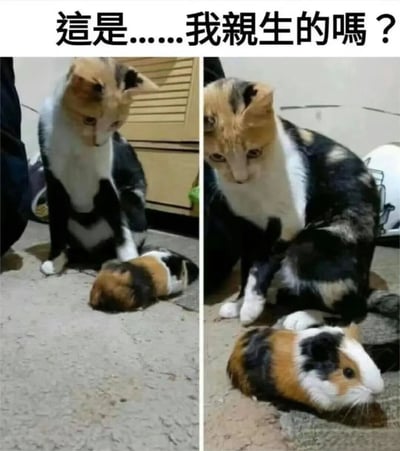 这是一张左右对比的动物搞笑梗图，上方配有文字"這是……我親生的嗎？"。左侧图片中，一只三花猫正低头看着地上一只小豚鼠，表情显得有些困惑；右侧图片中，这只猫更加凑近地观察这只豚鼠，眼神中充满疑惑和审视。图片通过猫和豚鼠明显不同的物种特征，以及猫那仿佛在确认亲子关系的疑惑表情，制造出幽默效果，让人联想到父母看到与自己长相差异很大的孩子时的惊讶反应。