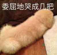这是一张宠物表情包，图中是一只浅棕色的狗狗蜷缩着趴在地板上，姿态看起来像在难过地哭泣，上方配文“委屈地哭成几把”，利用谐音梗，将“一团”谐音成“几把”，用诙谐搞笑的方式放大了委屈的情绪，非常适合在社交聊天中用来抒发自己难过、委屈的心情。