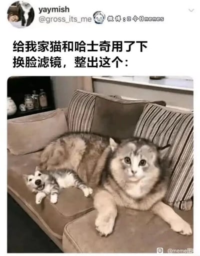 这是一张带有社交平台分享文字的趣味改图，上方文字说明“给我家猫和哈士奇用了下换脸滤镜，整出这个：”，图中原本的哈士奇和猫经过换脸滤镜处理后，体型较大的哈士奇拥有了猫的脸，表情平静地趴在沙发上直视镜头；体型较小的猫则拥有了哈士奇的脸，侧躺在沙发上，张嘴吐舌，神态活泼。这种体型和脸部的强烈反差制造出荒诞滑稽的搞笑效果，让人忍俊不禁，是利用换脸滤镜创作的趣味动物内容。