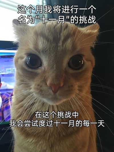 这是一张趣味梗图，主体是一只直视镜头、瞪大双眼的橘猫，它的表情看起来既认真又带着一丝无辜感。图中配有两段玩梗文字，上方文字为“这个月我将进行一个名为‘十一月’的挑战”，下方文字为“在这个挑战中我会尝试度过十一月的每一天”。创作者用看似正式的“挑战”表述来调侃只是正常度过十一月的日常，通过这种反差感制造出幽默效果，契合网络上用夸张、郑重的语气调侃普通日常的梗图风格，适合用来在社交平台分享，以轻松搞笑的方式开启十一月。