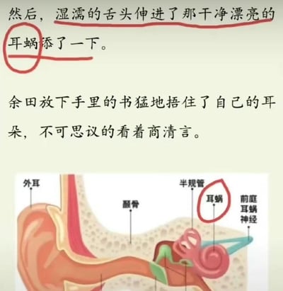 这是一张用于吐槽网络文学常识错误的图文混排内容。上方是一段网络文学的文字片段，描述了“舌头伸进耳蜗舔了一下”的情节，以及角色余田放下书捂住耳朵、不可思议看着商清言的反应；下方是人类耳朵的医学解剖示意图，用红圈明确标注出耳蜗的位置，清晰展示出耳蜗位于耳朵内部深处，完全无法被舌头触及。通过将违背生理常识的网文情节和真实的人体结构对比，制造出强烈的反差感，以此吐槽部分网络文学不顾现实常识、虚构不合理情节的现象，充满搞笑的吐槽氛围。