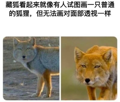 图片为上下结构的图文混排内容，上方文字为“藏狐看起来就像有人试图画一只普通的狐狸，但无法画对面部透视一样”，下方是左右对比的两张动物照片。左侧为藏狐，其面部结构扁平，五官布局看似不符合常规透视，显得有些“抽象”；右侧为普通狐狸，面部轮廓立体，透视正常。通过直观对比，幽默地调侃藏狐独特的面部特征如同绘画时透视失误的作品。