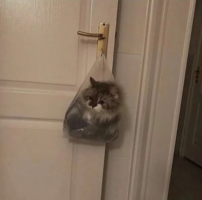 一只毛茸茸的灰白相间小猫咪被装进透明塑料袋中，袋子挂在白色房门的金色门把手上。猫咪的身体被袋子包裹得有些紧凑，只露出头部和部分身体，眼神看起来有些无辜又平静，整体画面既可爱又略带滑稽。