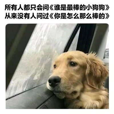 图片中是一只金毛犬坐在车内，头靠在车窗边缘，眼神望向窗外，表情带着一丝沉思和无奈。图片上方配有文字：“所有人都会问《谁是最棒的小狗狗》从来没有人问过《你是怎么那么棒的》”，通过狗狗的视角幽默地吐槽了人们往往只关注结果（谁最棒）而忽略过程（如何做到棒）的现象，引发共鸣。