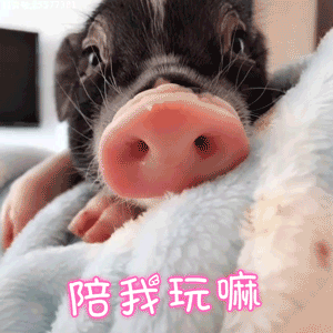 萌猪求陪玩：陪我玩嘛~