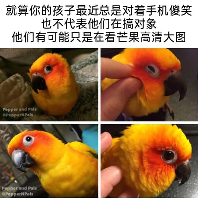 这是一张四格拼接的趣味梗图，顶部配文玩了谐音与误解的梗，将毛色金黄橙红的太阳锥尾鹦鹉调侃成“芒果”，以此调侃家长常见的误解：看到孩子对着手机傻笑时，别先默认孩子在谈恋爱，孩子有可能只是在看这只鹦鹉的搞笑照片。四格图分别展示了这只名为Pepper的鹦鹉的不同状态：第一张它安静待着，好奇地看向镜头；第二张被手指捏脸后，半眯眼睛露出享受的神态；第三张歪头瞪大双眼，呈现出搞怪的模样；第四张被捏脸后圆睁眼睛，显得十分呆萌，整体风格轻松搞笑，用宠物的可爱搞笑画面制造出趣味反差，消解了亲子间的常见误解焦虑。