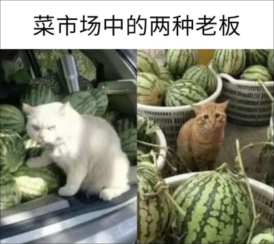 图片上方配有文字“菜市场中的两种老板”，下方分为左右两部分对比展示。左侧画面中，一只白色猫咪坐在西瓜堆里，眼神犀利，表情严肃，仿佛一位严格的老板；右侧画面中，一只橘色猫咪同样身处西瓜摊位中，神态平静，眼神淡然，像是一位随和的老板。整体通过猫咪的不同神态幽默对比菜市场中两种不同风格的老板形象。