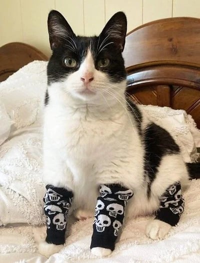 一只黑白相间的奶牛猫正端坐在铺有白色毛绒床单的床上，背景是带有自然木纹的木质床头板。猫咪的前腿和后腿都套着黑色的护腿套，上面印着整齐排列的白色骷髅图案，形成一种反差萌。它的耳朵直立，绿色的眼睛正视前方，表情平静中带着一丝严肃，仿佛一位穿着潮流配饰的"猫中大佬"。