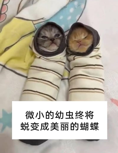 暂无描述